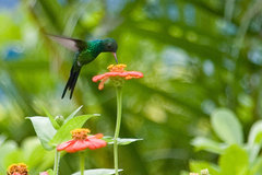 Cozumel Emerald